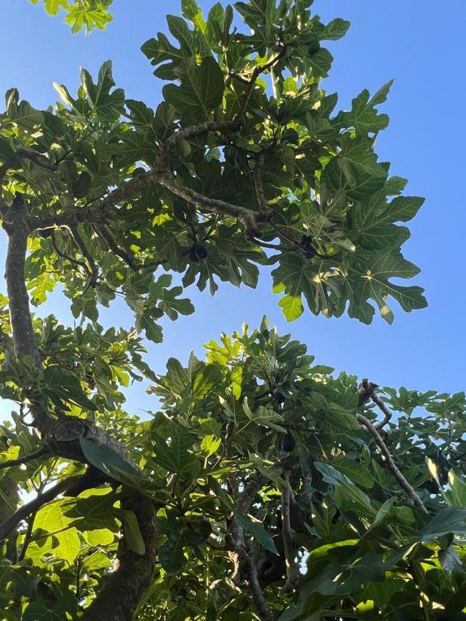 Agriturismo Il Giardino Degli Olivi Appartamenti Castiglione della Pescaia Eksteriør billede