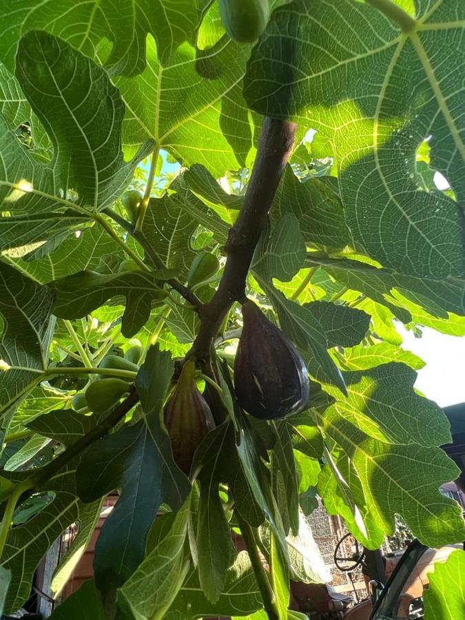 Agriturismo Il Giardino Degli Olivi Appartamenti Castiglione della Pescaia Eksteriør billede