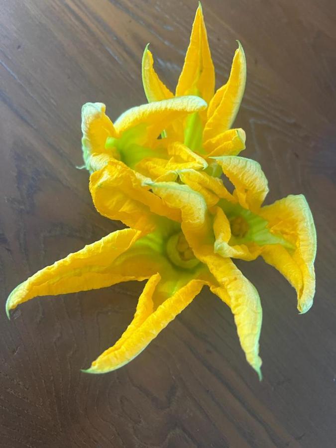 Agriturismo Il Giardino Degli Olivi Appartamenti Castiglione della Pescaia Eksteriør billede