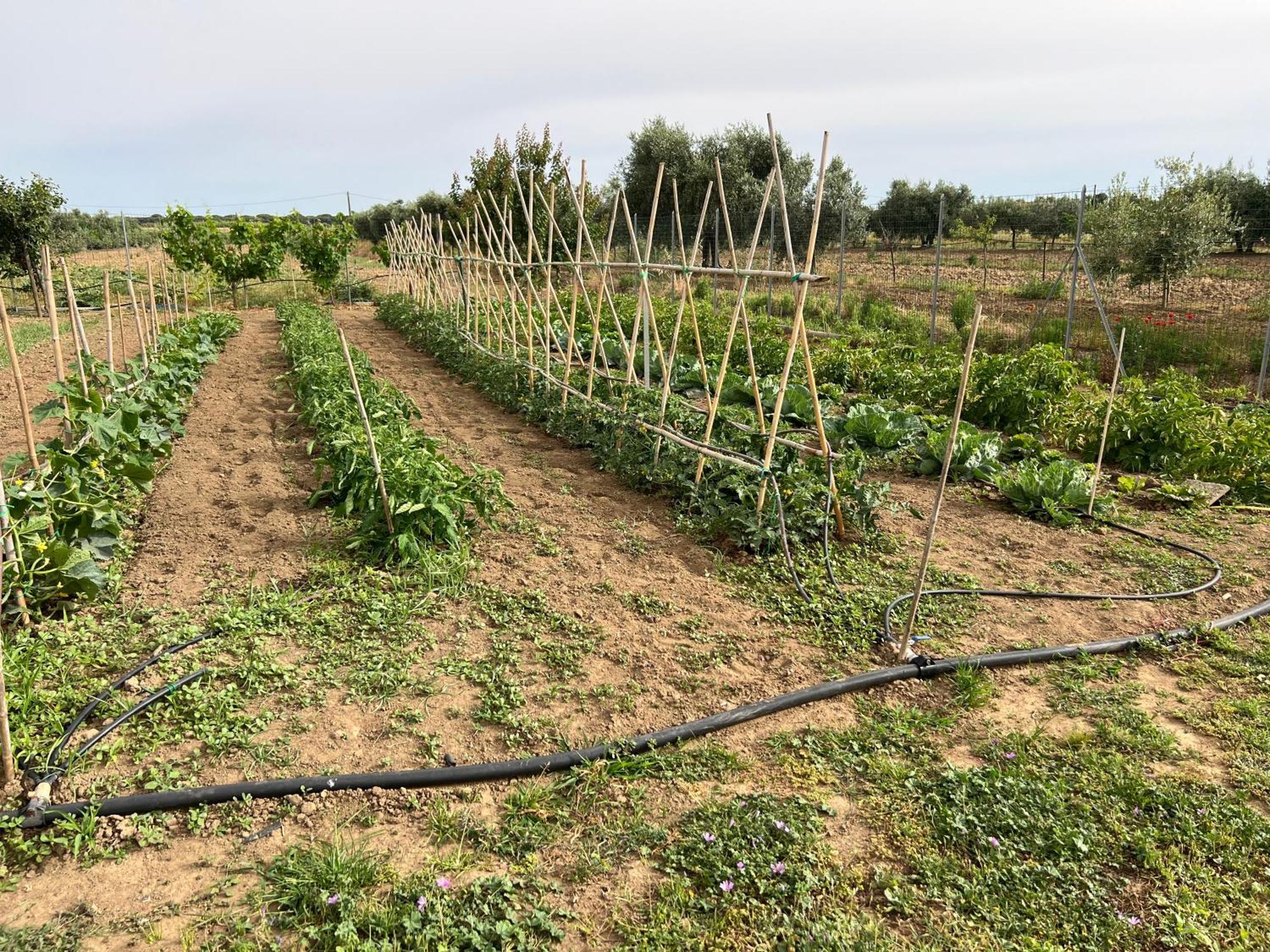 Agriturismo Il Giardino Degli Olivi Appartamenti Castiglione della Pescaia Eksteriør billede