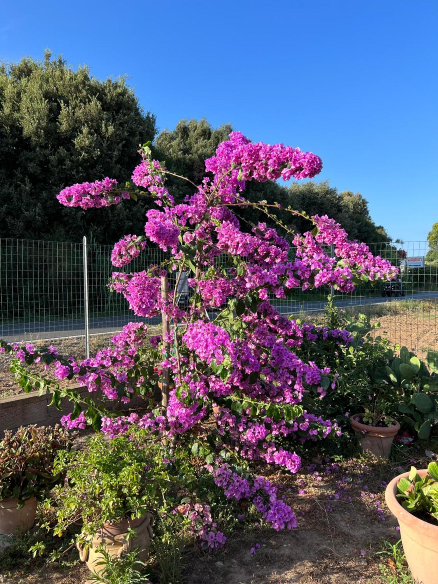 Agriturismo Il Giardino Degli Olivi Appartamenti Castiglione della Pescaia Eksteriør billede